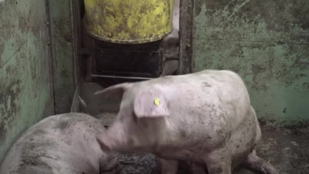 Fattoria di maiali con molti maiali — Video Stock