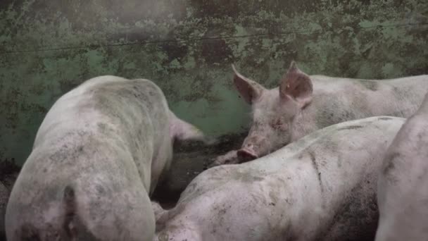 Pig Farm with Many Pigs — Stock Video