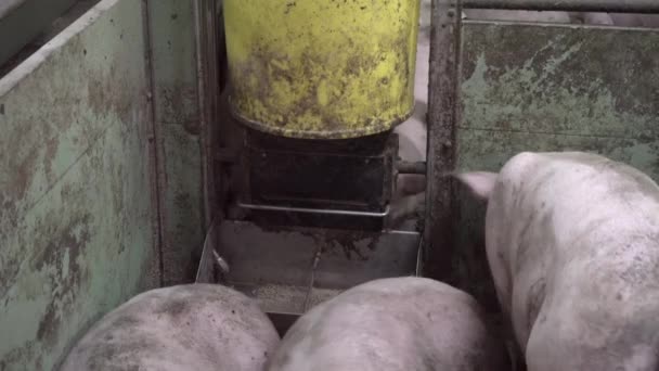 Ferme porcine avec de nombreux porcs — Video