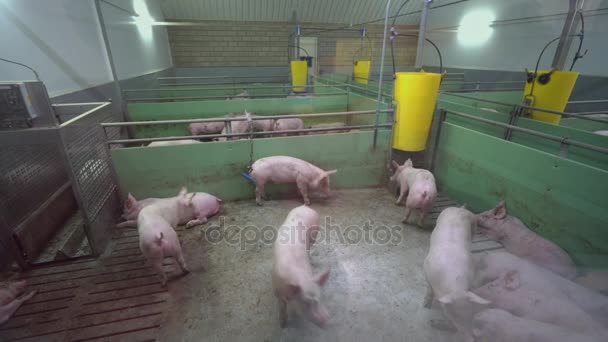 Granja de cerdos con muchos cerdos — Vídeo de stock