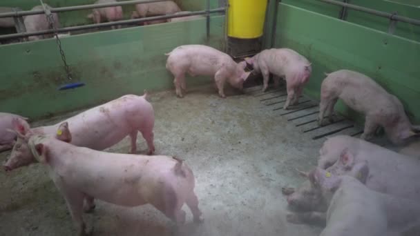 Varken-Farm met veel varkens — Stockvideo