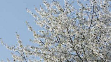 Ağaç dallarında çiçeği