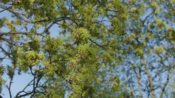 Ramas de árboles en flor verde — Vídeo de stock
