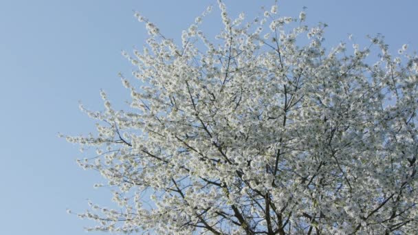 Gałęzie drzewa w kwiat — Wideo stockowe