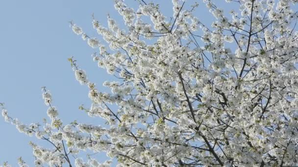 Branches d'arbres en fleurs — Video