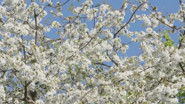 Ramas de árboles en flor — Vídeo de stock