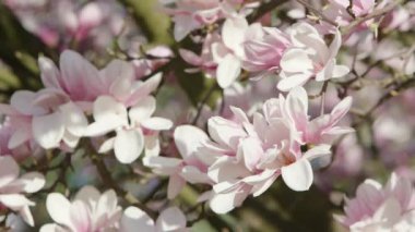 Ağaç dallarında çiçeği