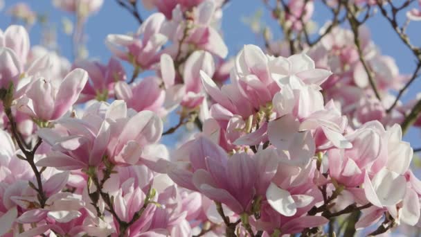 Ramas de árboles en flor — Vídeos de Stock