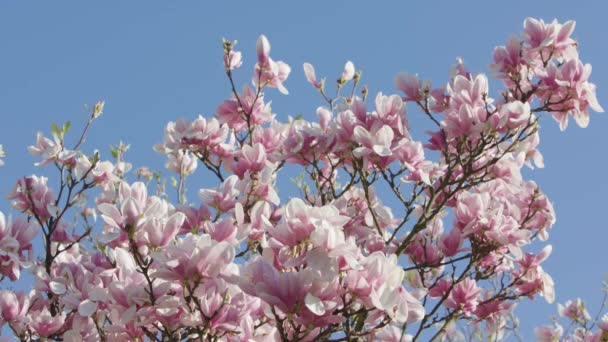 开花的树分支 — 图库视频影像