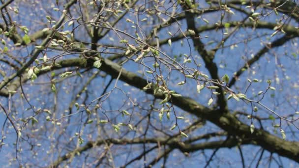 Ramas de árboles con brotes — Vídeos de Stock