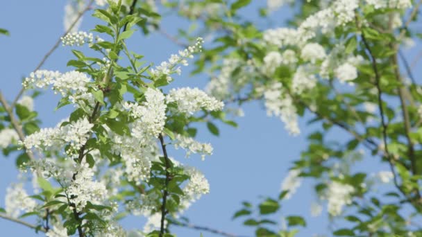 Branches d'arbres en fleurs — Video