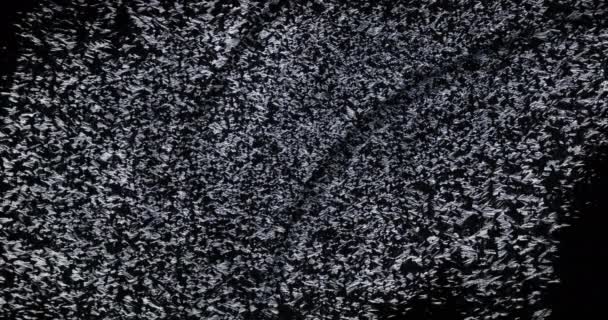 Véritable givre sur une fenêtre Fond noir .