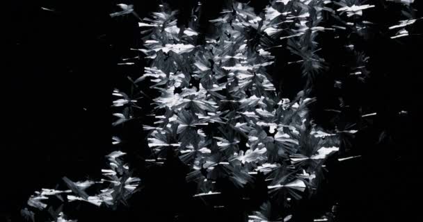 Véritable givre sur une fenêtre Fond noir .