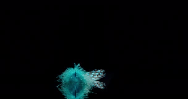 Piuma di uccello blu — Video Stock