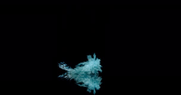 Pluma de pájaro azul — Vídeo de stock