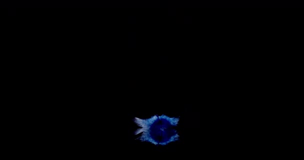 Blue Feather Falls Powoli — Wideo stockowe