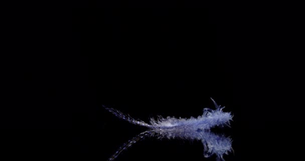 Blue Feather Falls Медленно — стоковое видео