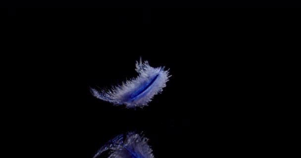 Blue Feather Falls Lentamente — Vídeo de Stock