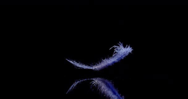 Blue Feather fällt langsam — Stockvideo