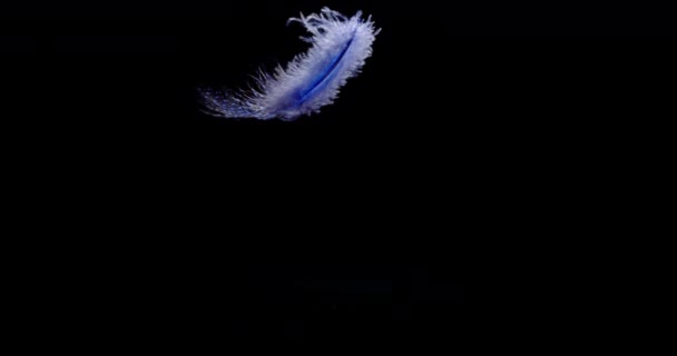 Blue Feather fällt langsam — Stockvideo