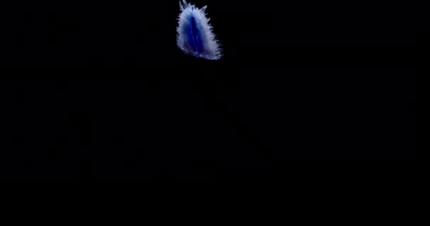 Niebieskie Pióro dryfuje w dół — Wideo stockowe
