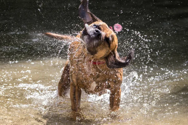Dog shaking in river — Stock Photo, Image