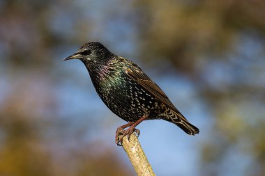 Sığırcık (Sturnus vulgaris))