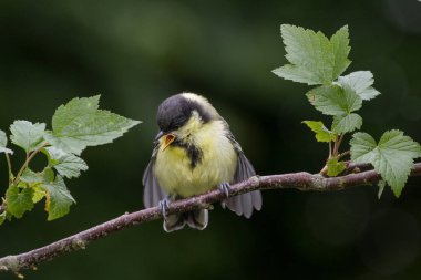 Juvenil büyük baştankara (Parus Major)