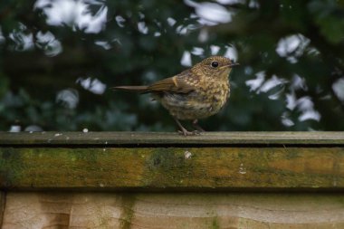 Juvenil Robin (Erithacus rubecula)