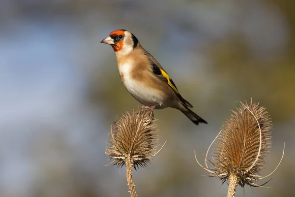 Pintassilgo (Carduelis carduelis) — Fotografia de Stock