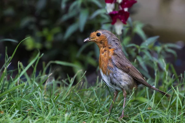 Robin (Erithacus Rubecula) — Stock Photo, Image