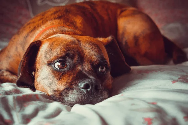 Cute Dog laid on bed Stock Photo
