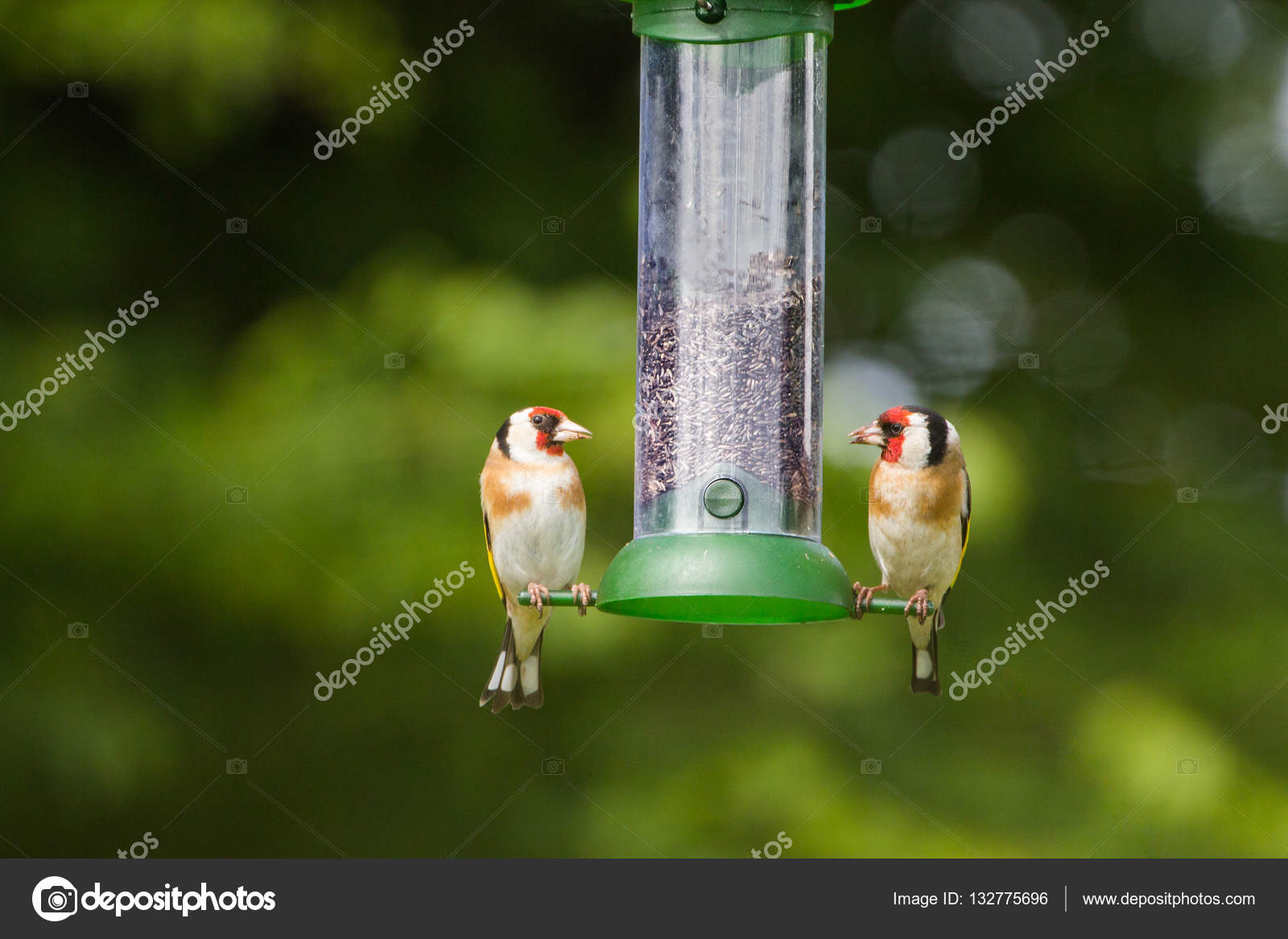 Two Goldfinch Carduelis Carduelis On Niger Seed Feeder Stock