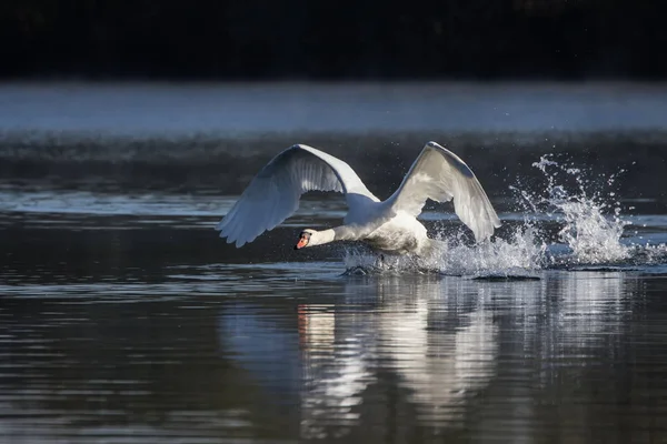 Labuť (Cygnus Olor) rozjíždějí do letu — Stock fotografie