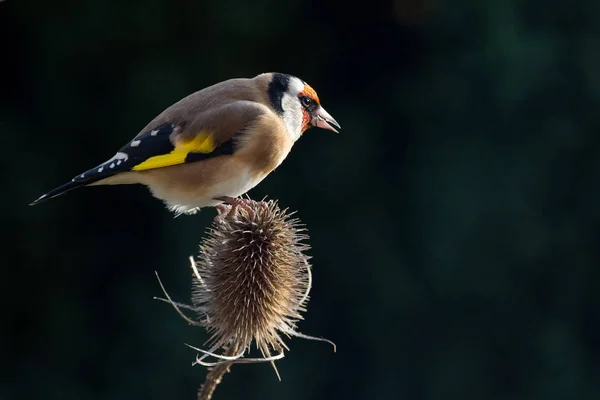 Goldfinch (Carduelis Carduelis) — Stock Photo, Image