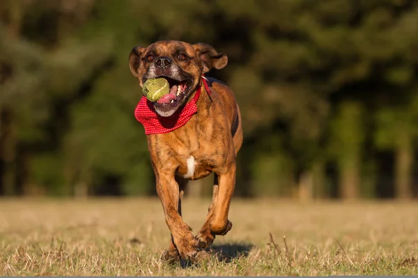 Happy Dog Running With Ball em um espaço aberto — Fotografia de Stock