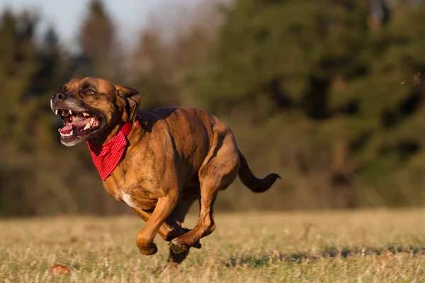 Щасливий собака біжить з бандана — стокове фото