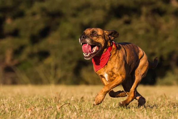बंडना सह हॅपी पाळीव प्राणी कुत्रा चालत — स्टॉक फोटो, इमेज