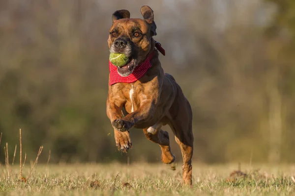 Щасливий собака працює з м'ячем у відкритий космос — стокове фото