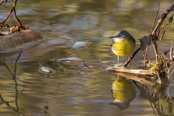 Queue d'aigle grise (Motacilla cinerea) avec reflets — Photo