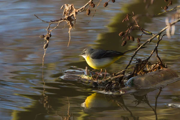 Queue d'aigle grise (Motacilla cinerea) avec reflets — Photo