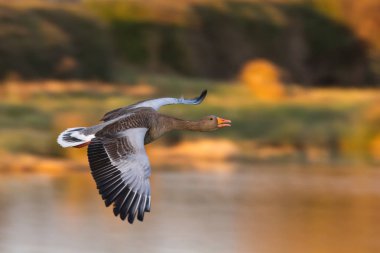 Greylag Goose (Anser anser) uçuyor