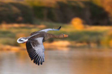 Greylag Goose (Anser anser) in flight clipart