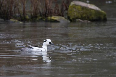 Smew (Mergus albellus) donmuş gölet üzerinde