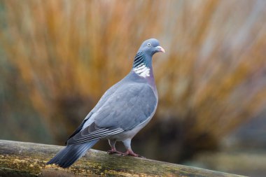 Woodpigeon (Columba Parumbus) ahşap yazı üzerine tünemiş