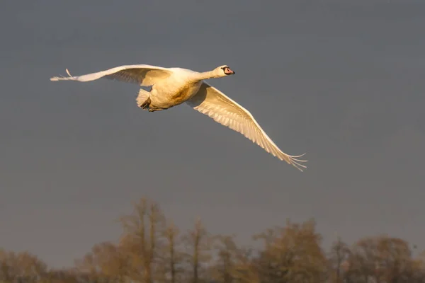 Mute Swan (Cygnus olor) в полете — стоковое фото