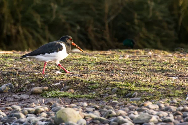 Oystercatcher (Haematopus ostralegus) на болоте — стоковое фото