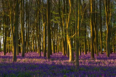 Sunrise, Bluebells antik Oxfordshire woodland içinde