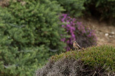 Sahil tünemiş güzel Stonechat kuş (saxicola torquata)