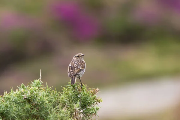 Красивая птица Стонечат (саксикола торквата), сидящая у берега — стоковое фото